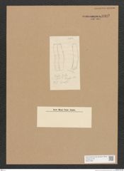 Diatomeae indet. Zeichnungen Sammlung Grunow Nr. 3902 (NHMW-BOT-W0371628)